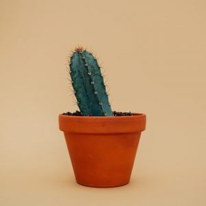 Alles over cactussen